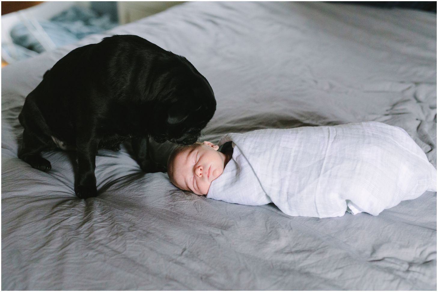 black pug dog snuggling with newborn